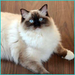 Vanilka ragdoll
                      seal mitted