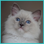 Power  RAG a 04  blue mitted ragdoll