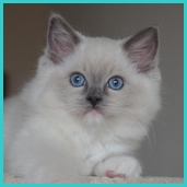 Parker  RAG a 04  blue mitted
                            ragdoll