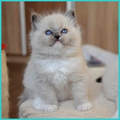 Rufi  RAG a 04
                             blue mitted ragdoll