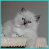 Rhaegar  RAG a 04  blue mitted
                            ragdoll