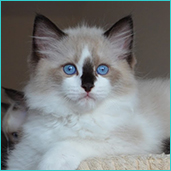 Sameer  RAG
                            n 03  seal bicolor ragdoll