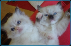 Ragdolls