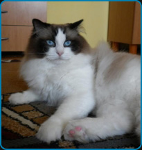 USA*Rags2Riches Sunshine Kid - RAG n 03 (high
mitted)