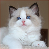 Susanne  RAG
                            n 03  seal bicolor ragdoll