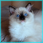 t2  RAG a 04 
                            seal mitted ragdoll