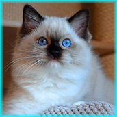 t3  RAG a 
                            seal mitted ragdoll