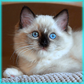 t4  RAG a 04  seal mitted ragdoll