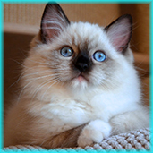 t5  RAG n 04  seal mitted ragdoll