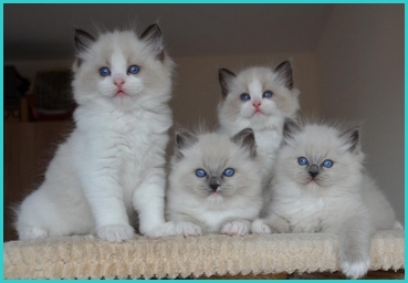 kittens ragdoll